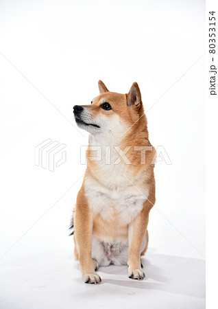 柴犬のシンプルなスタジオポートレート 80353154