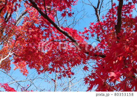 モミジの紅葉 モミジの紅葉 80353158