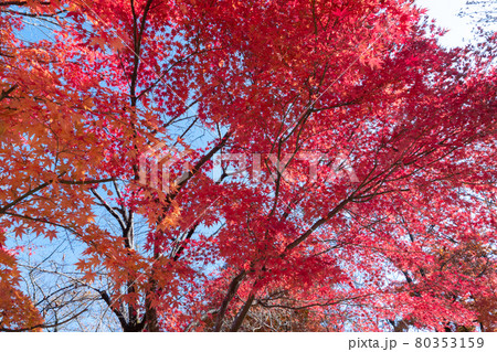 モミジの紅葉 80353159