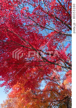 モミジの紅葉 モミジの紅葉 80353160