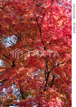 モミジの紅葉 80353162