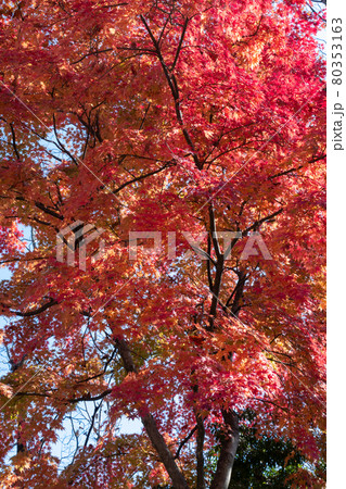 モミジの紅葉 モミジの紅葉 80353163