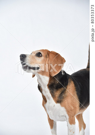 ビーグルのシンプルなスタジオポートレート 80353373