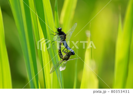 ハラビロトンボの交尾　ハラビロトンボのカップル 80353431