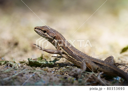 片手を上げるカナヘビのアップ 挙手するカナヘビの写真素材