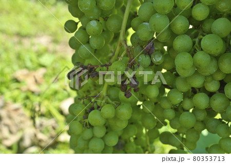 ベト病に冒されたメルロー 80353713