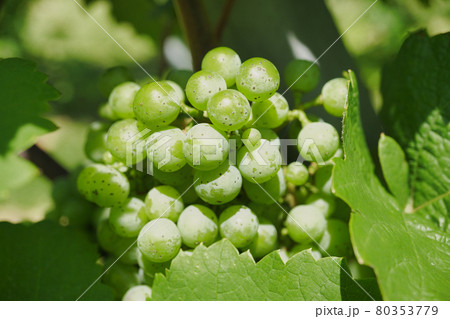 垣根仕立てのシャルドネ 80353779