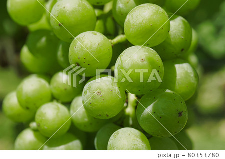 垣根仕立てのシャルドネ 80353780