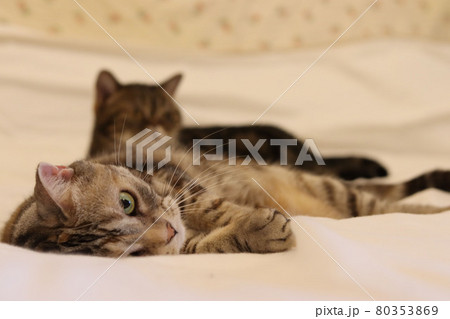 寝転んだまま睨んでカメラ目線の猫アメリカンショートヘアシルバーパッチドタビー 80353869