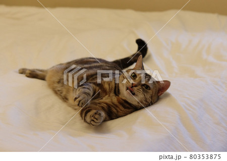 くねくねしながら遊ぶ猫アメリカンショートヘアシルバーパッチドタビー くねくねしながら遊ぶ猫アメリカンショートヘアシルバーパッチドタビー 80353875
