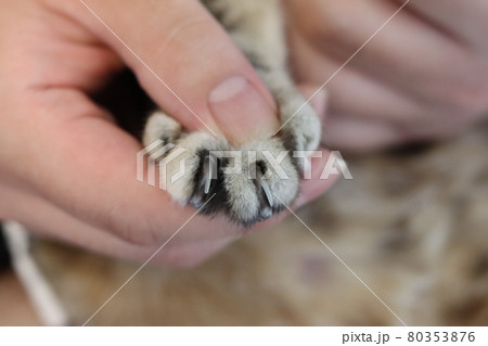 猫の爪アメリカンショートヘア 猫の爪アメリカンショートヘア 80353876