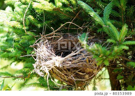 木の上の空っぽの鳥の巣　 80353989