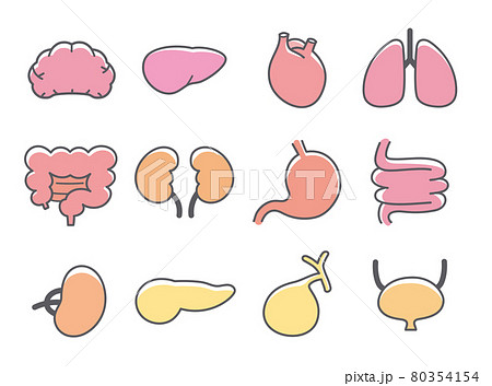 人間の内臓や臓器のアイコンセットのイラスト素材