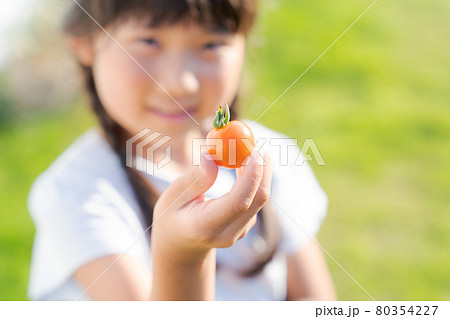 ミニトマト 子ども 収穫 ボケ ミニトマト 子ども 収穫 ボケ 80354227