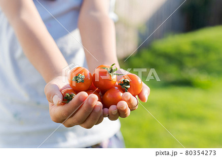 ミニトマト 子ども 収穫 手のひらの写真素材