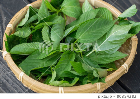 家庭菜園 収穫したてのモロヘイヤの写真素材