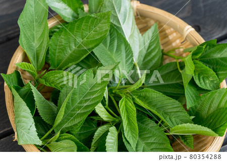 家庭菜園 収穫したてのモロヘイヤの写真素材
