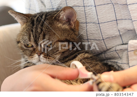 爪切りが嫌で目を背ける鼻ぺちゃ猫アメリカンショートヘアブラウンタビー 爪切りが嫌で目を背ける鼻ぺちゃ猫アメリカンショートヘアブラウンタビー 80354347