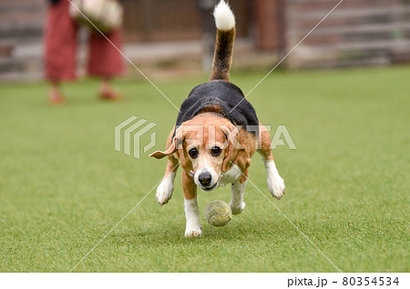 ドッグランで遊ぶビーグル 80354534