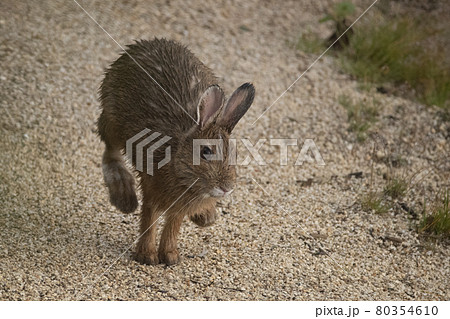 走る野生のウサギ（長野県北アルプス北燕岳） 80354610