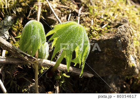 モミジガサの若葉(愛媛県石鎚山) モミジガサの若葉(愛媛県石鎚山) 80354617