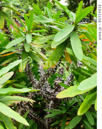 茎に針状のトゲがびっしり生えた植物の写真素材