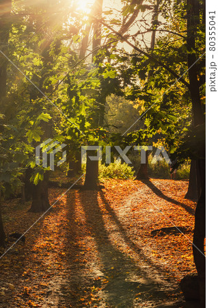 Filevsky Park in autumn in Moscow. Russia 80355041