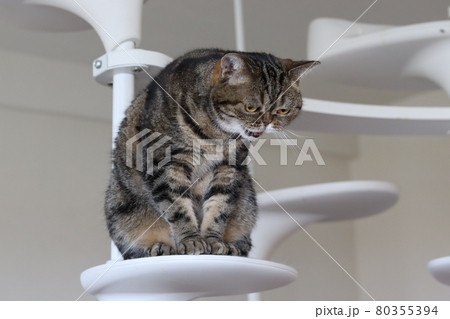 キャットタワーでニャーニャーなく猫アメリカンショートヘアブラウンタビー 80355394