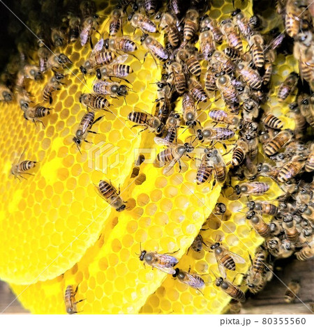ミツバチと巣蜜　ミツバチの偉大なお仕事 80355560