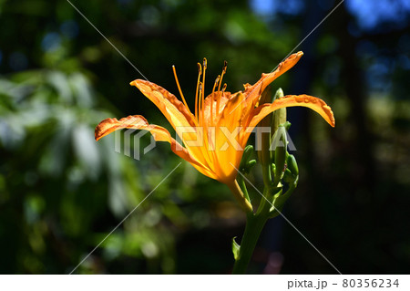 浜萓草（はまかんぞう） 80356234