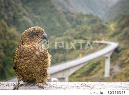 Mountain parrot posing. Closeup shot of native Nestor Kea located only on South Island of New Zealand 80356343