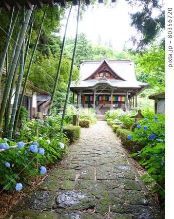 満開のアジサイ　あじさい　紫陽花　堂森善光寺 80356720