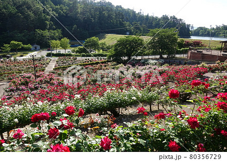 満開のバラ 薔薇 ばら 東沢バラ公園 満開のバラ 薔薇 ばら 東沢バラ公園 80356729