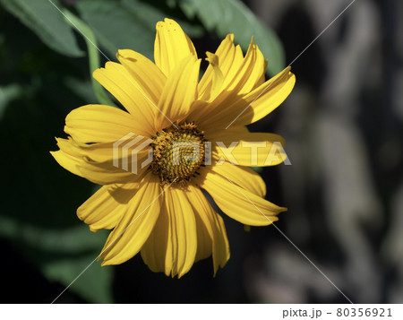 A single mountain arnica flower, close-up. Arnica is also known by the names mountain tobacco, leopard's bane and wolfsbane. A single mountain arnica flower, close-up. Arnica is also known by the names mountain tobacco, leopard's bane and wolfsbane. 80356921