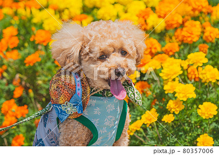 花と犬 80357006