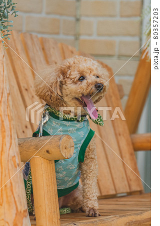 アンブレラスカイと犬 アンブレラスカイと犬 80357203