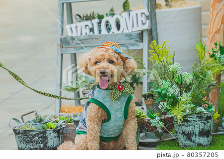 アンブレラスカイと犬 80357205