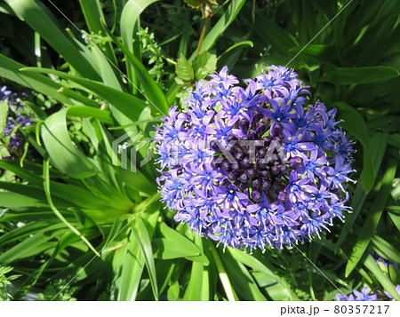 紫色の花（シラーベルビアナ） 80357217