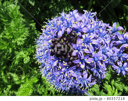 紫色の花 シラーベルビアナ の写真素材