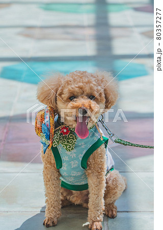 アンブレラスカイと犬 アンブレラスカイと犬 80357277