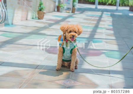 アンブレラスカイと犬 80357286