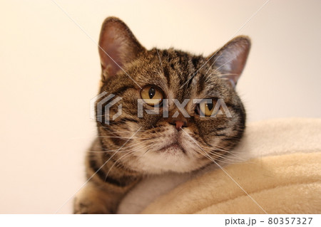 キャットタワーからニャルソック監視する鼻ぺちゃ猫アメリカンショートヘアブラウンタビー 80357327