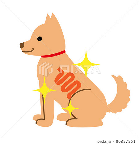犬　健康　病気　きれいな腸　イラスト素材 80357551