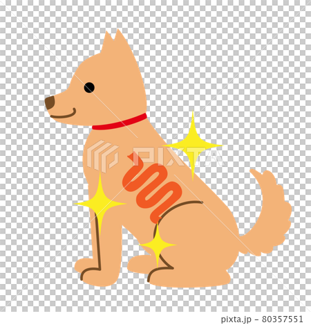 犬　健康　病気　きれいな腸　イラスト素材 80357551