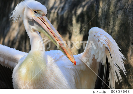ペリカン ペリカン 80357648