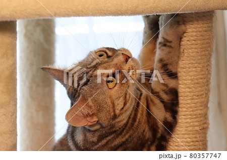 夢中になって爪を研ぐ猫アメリカンショートヘアシルバーパッチドタビー 夢中になって爪を研ぐ猫アメリカンショートヘアシルバーパッチドタビー 80357747