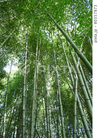 サンパウロ州の竹林　ブラジル 80357873