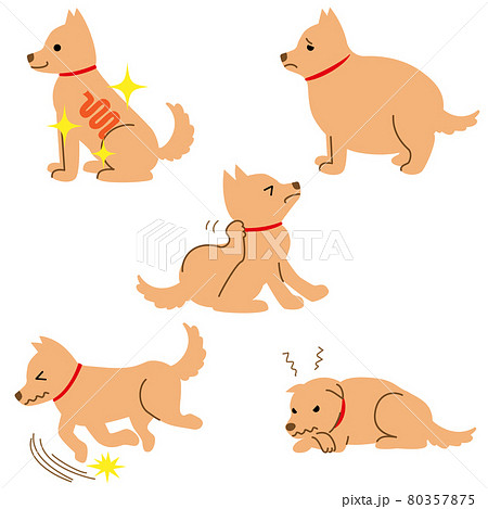 犬 健康 病気 症状 イラスト素材 セット 犬 健康 病気 症状 イラスト素材 セット 80357875