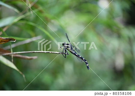 大型トンボ【コオニヤンマ】 80358106