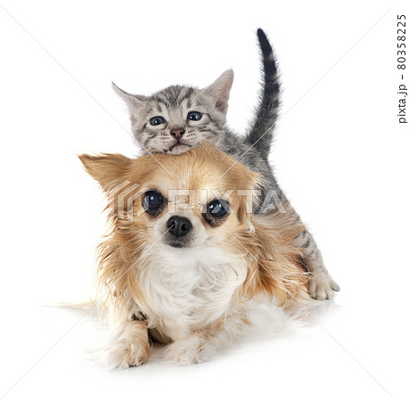 bengal kitten and chihuahua 80358225